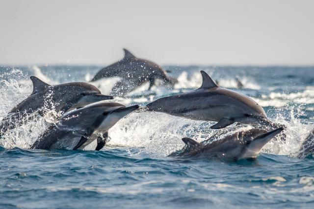 A pod of long snouted spinner dolphins break the water 