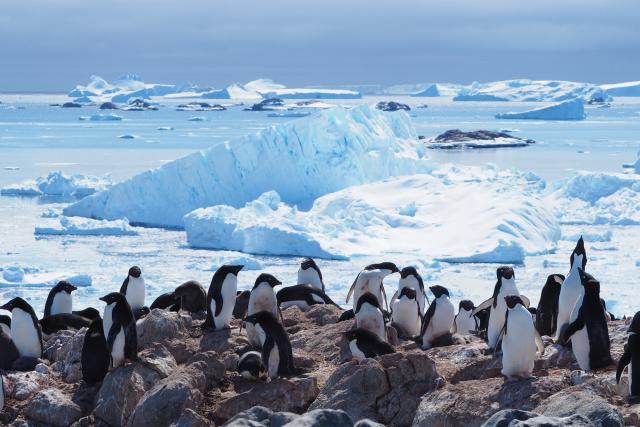 Adélie penguins (Pygoscelis adeliae), Antarctica