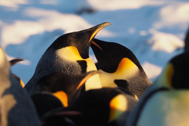 Emperor penguins illuminated by the low Antarctic sun