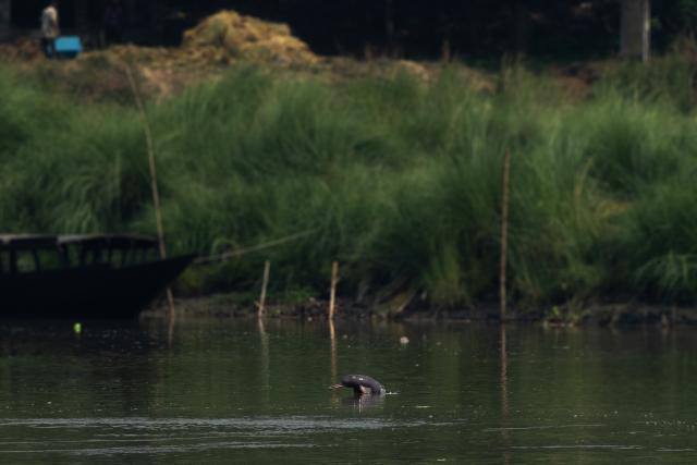 Ganges River Dolphin breaching water 