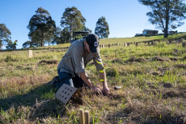 Man planting a tree in a green field in NSW Australia 
