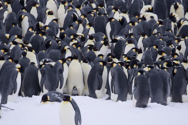 Emperor penguins (Aptenodytes forsteri), taken by Natacha Planque, researcher at Dumont d’Urville research station, Pointe Géologie archipelago, Antarctica, led by the Centre d’Etudes Biologiques de Chizé and supported by WWF.