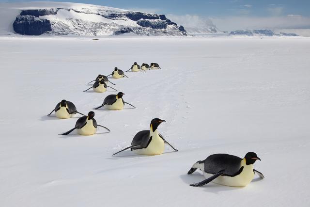 Group of Emperor penguins (Aptenodytes forsteri) sliding over ice, Antarctica.