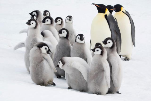 Curious Emperor penguin (Aptenodytes forsteri) chicks with adults in the Snow Hill Island colony. Antarctica