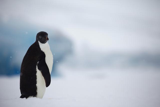 Portrait of Adelie penguin (Pygoscelis adeliae), Antarctic Peninsula, January 2018.