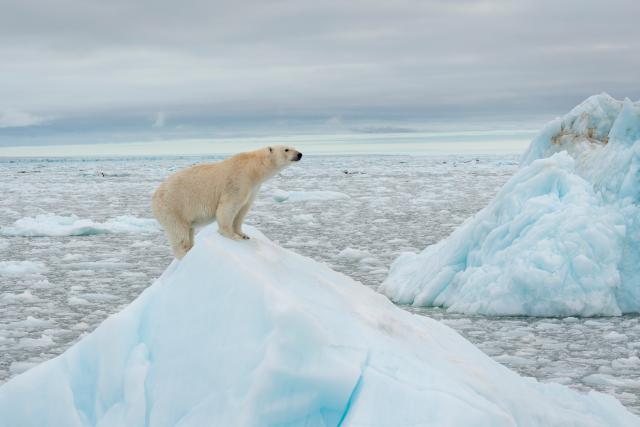 Polar bear (Ursus maritimus) on ice floe. Svalbard, Norway.
