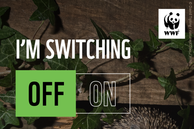 A hedgehog at night time peering through a hole in the base of a fence. Overlapping text reads, 'I'm switching off, #EarthHourScotland'