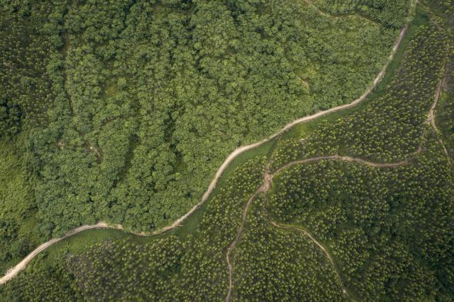 Aerial view of Sabah Softwoods plantation, Borneo