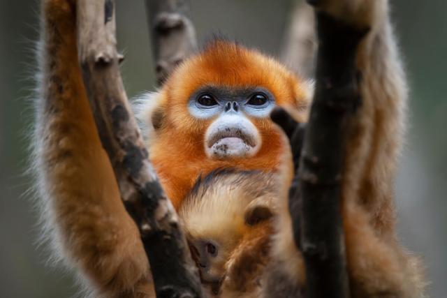Sichuan Golden Snub-nosed Monkey in tree