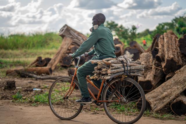 Rashidi Mbangwe, a forest ranger, transports sustainably harvested timber on the back of a bicycle in Nanjirinji village, in Kilwa district, Tanzania.
