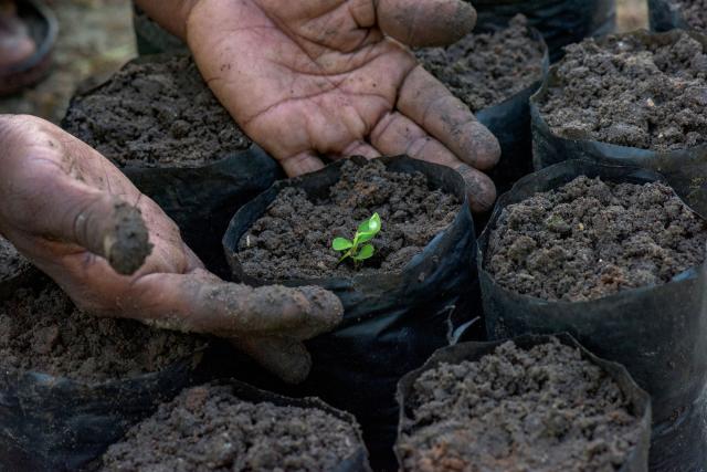 Teak tree seedlings can be seen in Mchakama's tree nursery, in Mchakama, Tanzania.