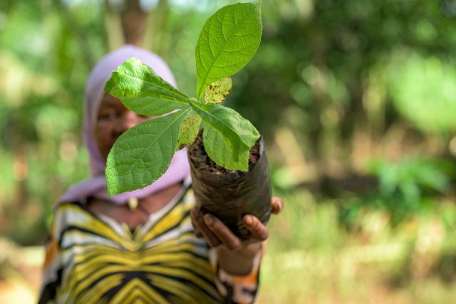 Lafathan Kongoya holds a teak tree seedling in her hands at Mchakama tree nursery in Mchakama, Tanzania.