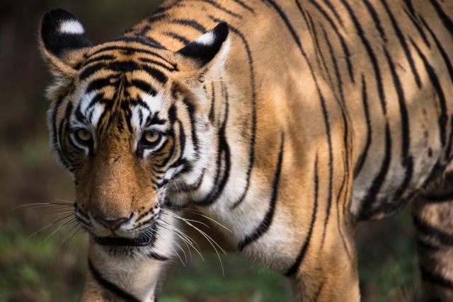 Bengal Tiger in Ranthambore, India