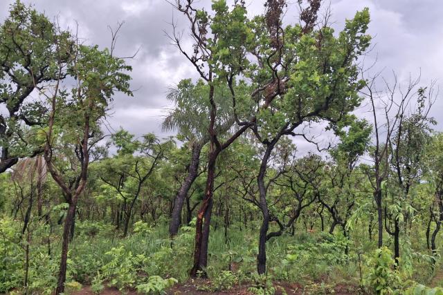 Fresh growth following fires, Monte Verde Indigenous Territory, Chiquitanía, Bolivia.