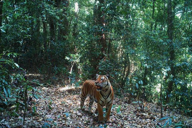 Camera trap image of a tiger in the Dawna Tenasserim landscape of the Tanintharyi Region of Myanmar
