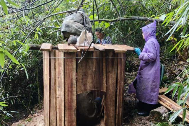 Construction of artificial dens in Daxiangling area