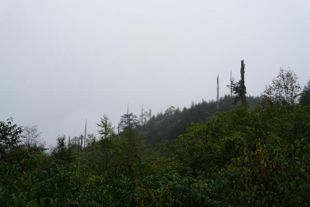 Daxiangling area of forest