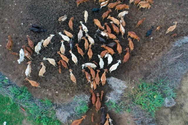 Drone image of livestock entering boma Kenya 