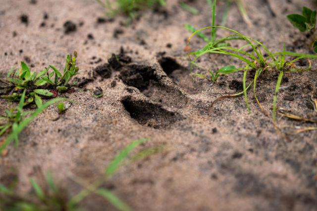 Fresh leopard tracks Tanzania 