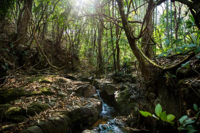 Lakehlaaii  community forest in Tayatchaung township, Tanintharyi division, Myanmar