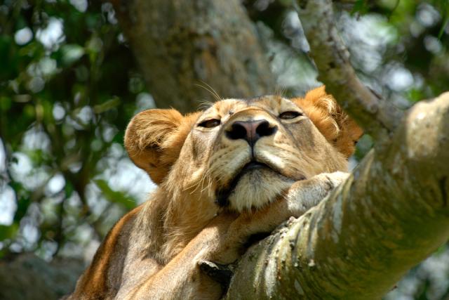 Lion in tree in Uganda