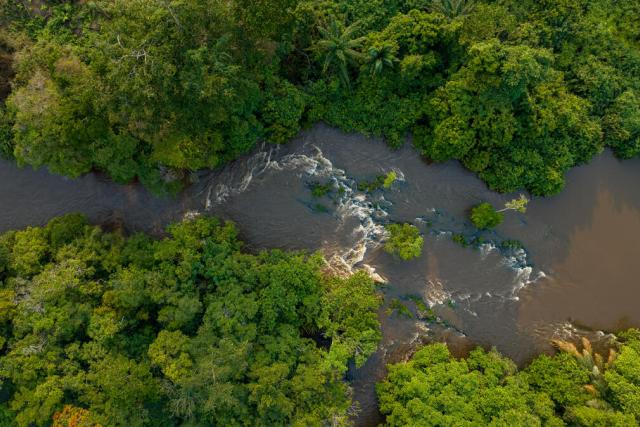Aerial view. A river in a tropical rainforest.