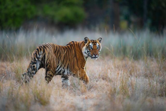 Wild Tiger India national park