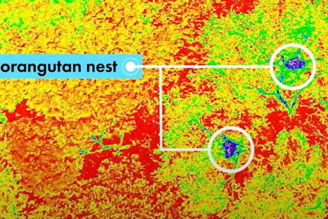 Orangutan nests 