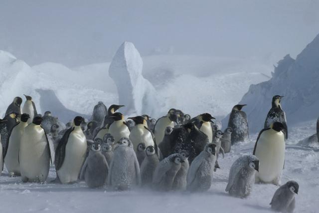 Aptenodytes forsteri Emperor penguin Adults & chicks in snow storm Dawson-Lambton Glacier, Antarctica