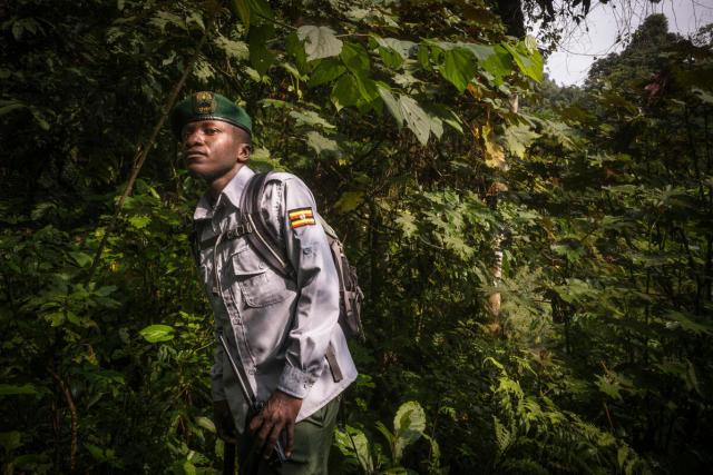 Ranger on patrol Bwindi national park Uganda 