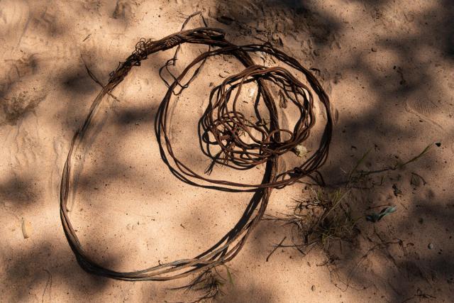 Snares from the forest 