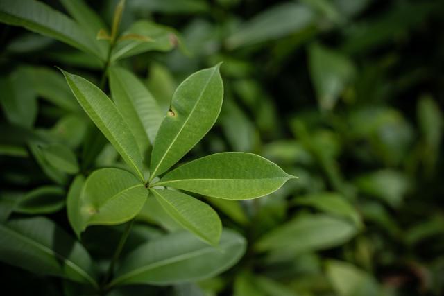 Saplings 