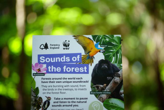 A picture of the 'Sounds of the Forest' trail panel