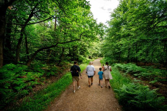 A family walking in a forest in Summer. 