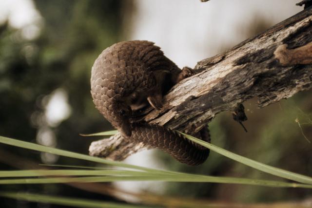 Tree pangolin Congo