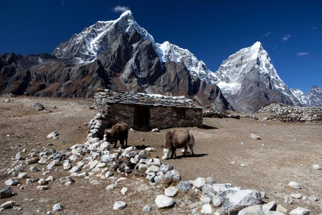 Farmed livestock in the Himalayas Nepal