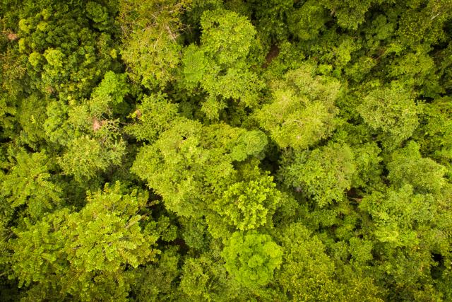 Ariel view of forest canopy Bukit Piton 