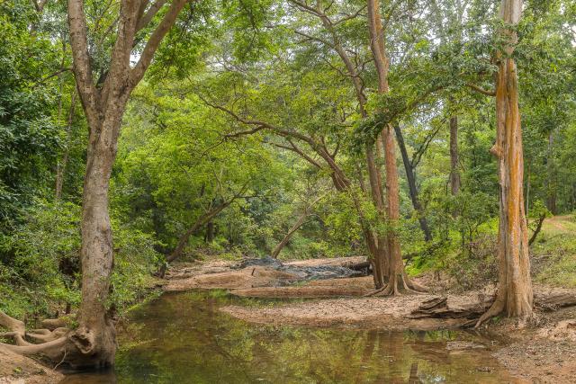Achanakmar tiger reserve 