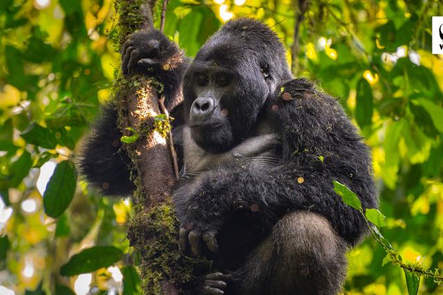 Gorilla Desktop Wallpaper