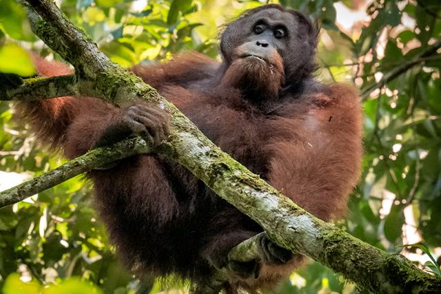 Orangutan Mobile Wallpaper
