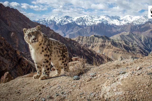 Snow Leopard Desktop Wallpaper