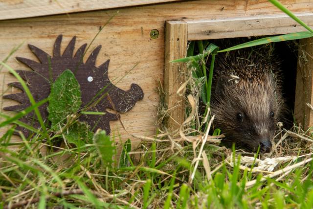 A wild hedgehog at dusk peering out from the entrance of a hedgehog house.
