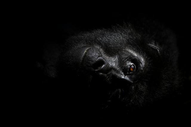 Bathed in a shaft of light breaking through the canopy, a mountain gorilla from the Nkuringo group rests on a bed of leaves in the cool forest understory. 