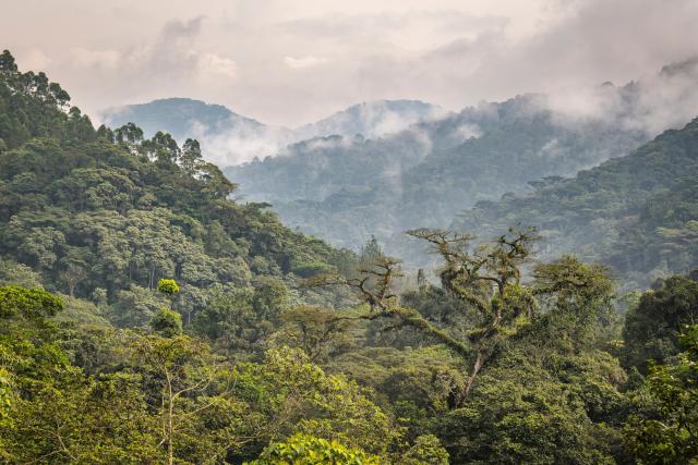 A dense canopy of ancient trees stretches across the steep ridges of Bwindi Impenetrable National Park, one of Africa’s oldest and most biologically diverse rainforests. 