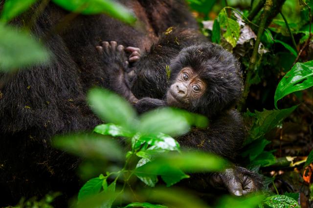 A newborn mountain gorilla peers curiously through the foliage in the Nkuringo sector of Bwindi Impenetrable National Park.