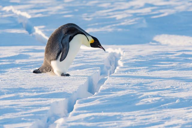 Emperor penguin (Aptenodytes forsteri) preparing to jump over crack in sea ice. Atka Bay, Antarctica.