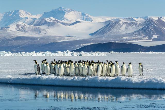 Group of Emperor penguins (Aptenodytes forsteri) standing on ice at water's edge with mountains in background, Cape Chocolate vicinity, McMurdo Sound, Ross Sea, Antarctica.