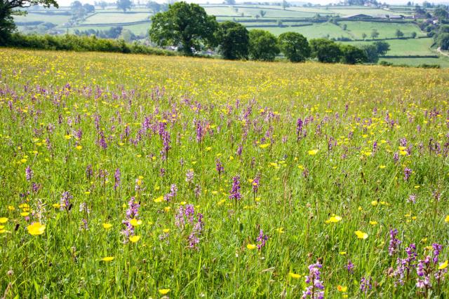 Semi-natural and managed grasslands