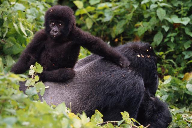 Mountain Gorilla and baby