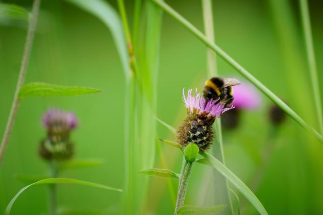 Bumblebee on knapweed 